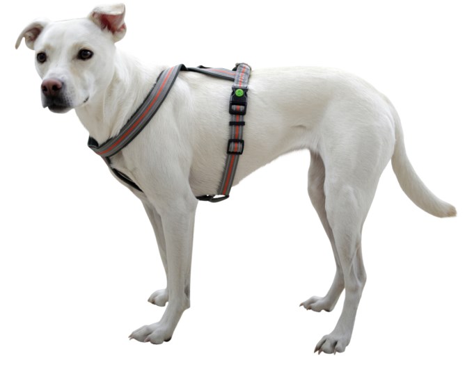 KERBL Hundegeschirr Xenos in grau/rot