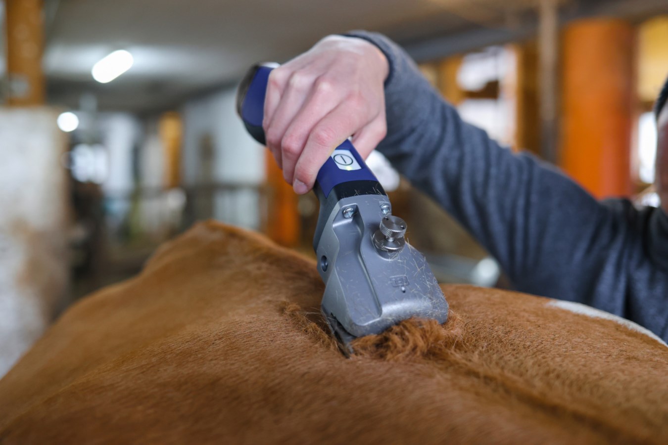 Die blaue Aesculap Akkuschermaschine Bonum Pro wird zur Rinderschur eingesetzt und schert das braune Fell.