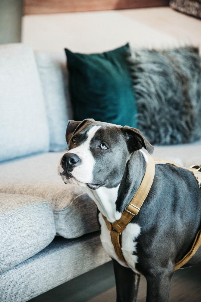 KENTUCKY® DOGWEAR Hundegeschirr Samt, senfgelb