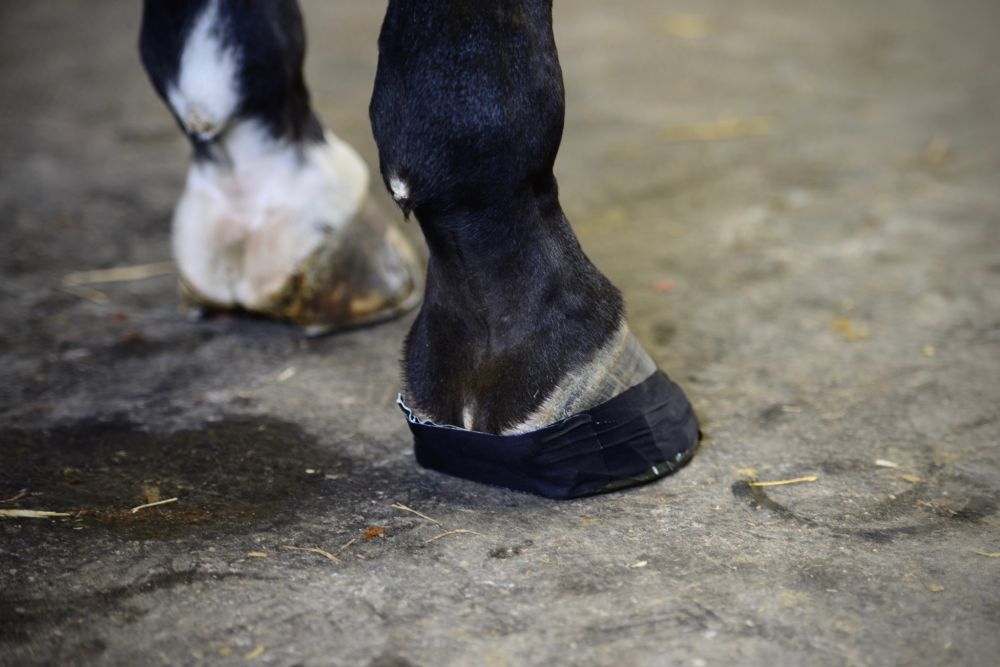 KENTUCKY® HORSEWEAR Sole Tape