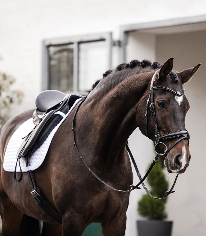 WALDHAUSEN Pony Schabracke Classic Dressur, weiß/weiß WALDHAUSEN Pony Schabracke Classic Dressur in Weiß an einem gesattelten braunen Pony mit geflochtener Mähne.