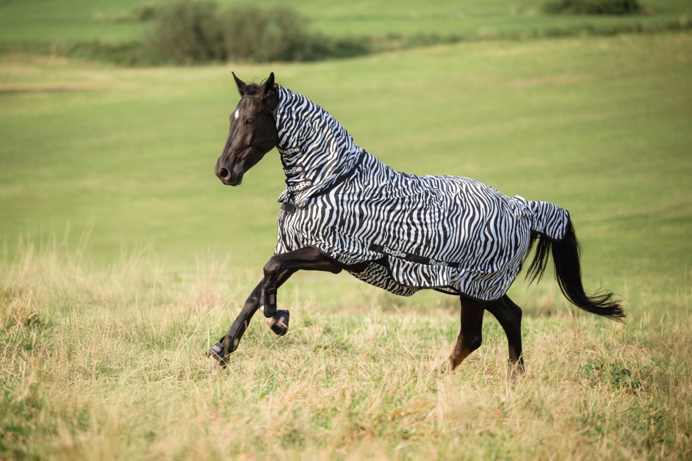 Ein dunkles Pferd trägt die Kerbl Fliegendecke RugBe Zebra mit Halsteil und galoppiert über eine Wiese.
