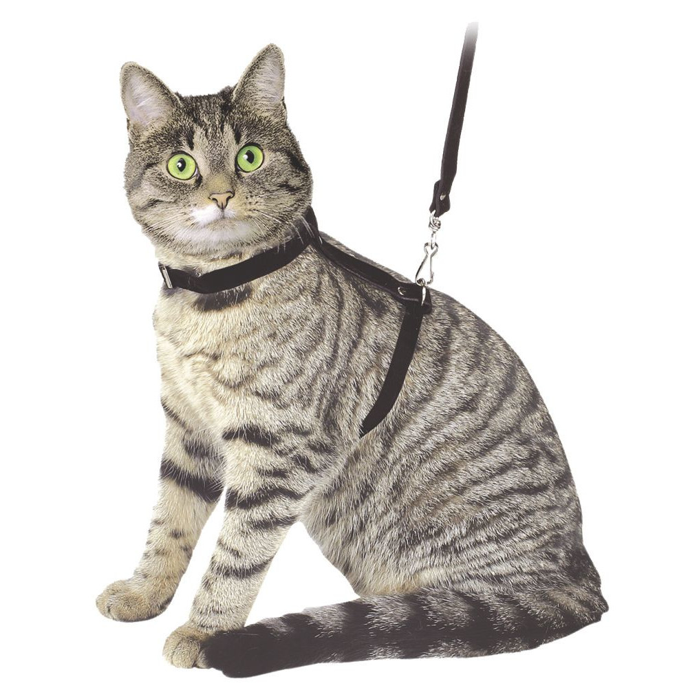 Katzengeschirr mit Leine