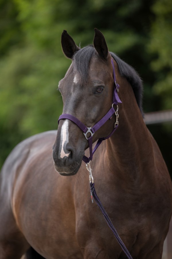 KERBL Nylonhalfter Hippo, aubergine