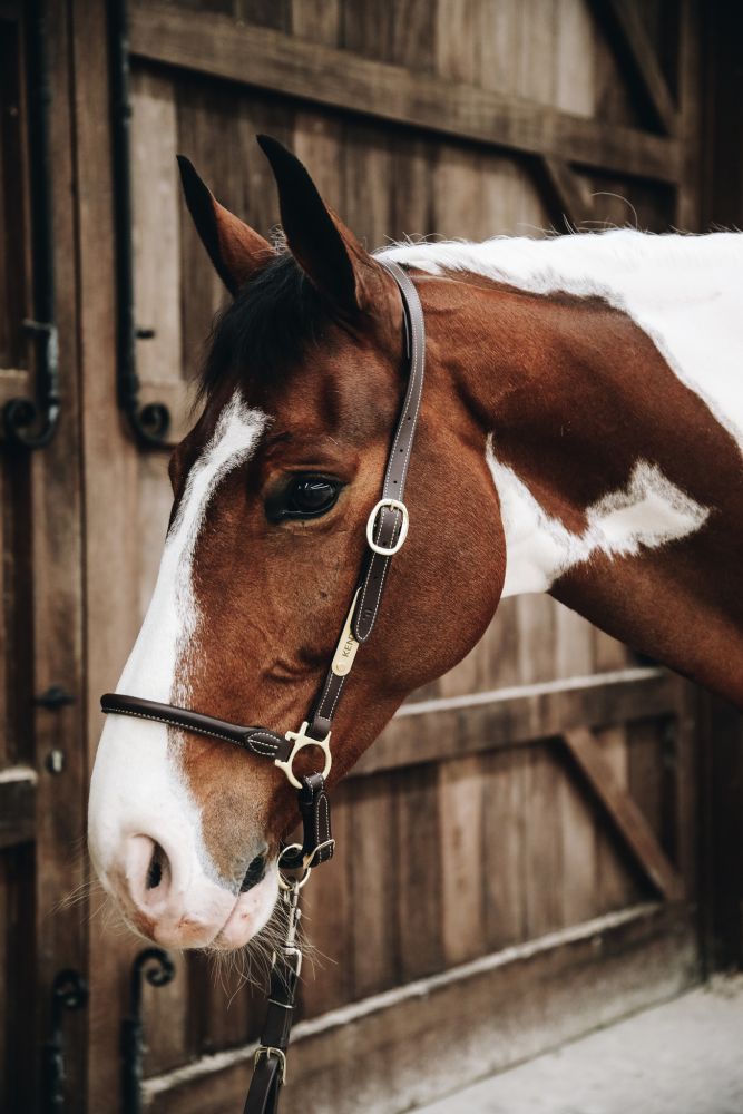KENTUCKY® HORSEWEAR Leder Stallhalfter