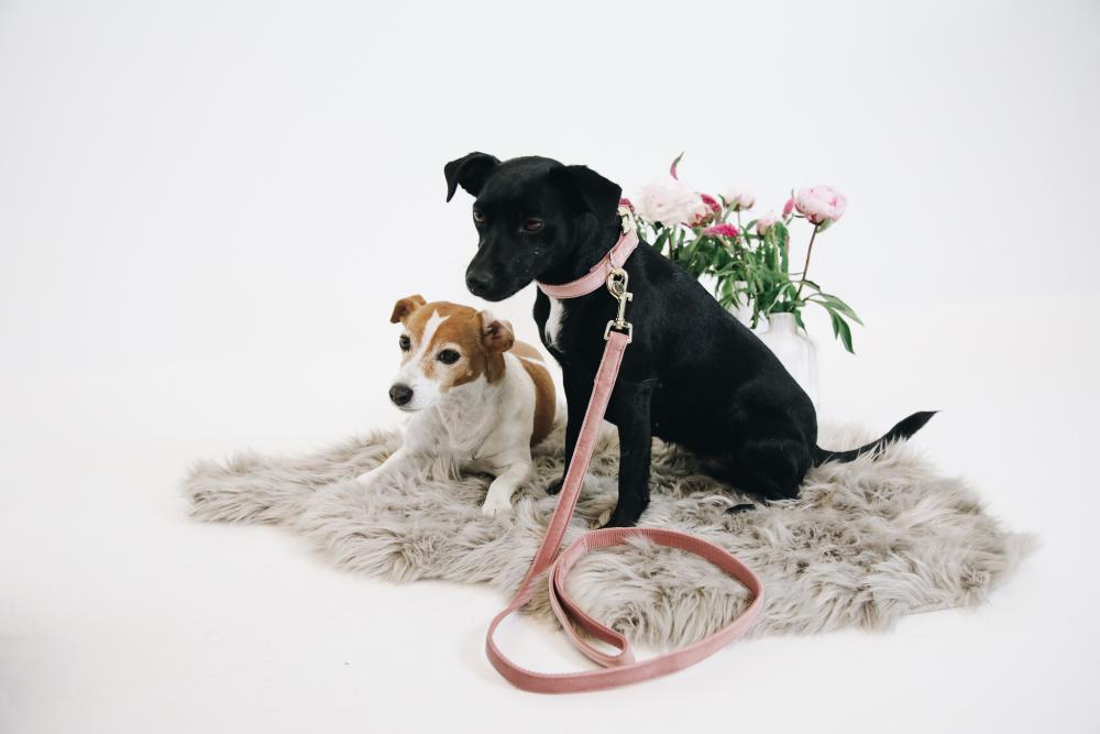 KENTUCKY® DOGWEAR Hundeleine Samt 120 cm, altrosa