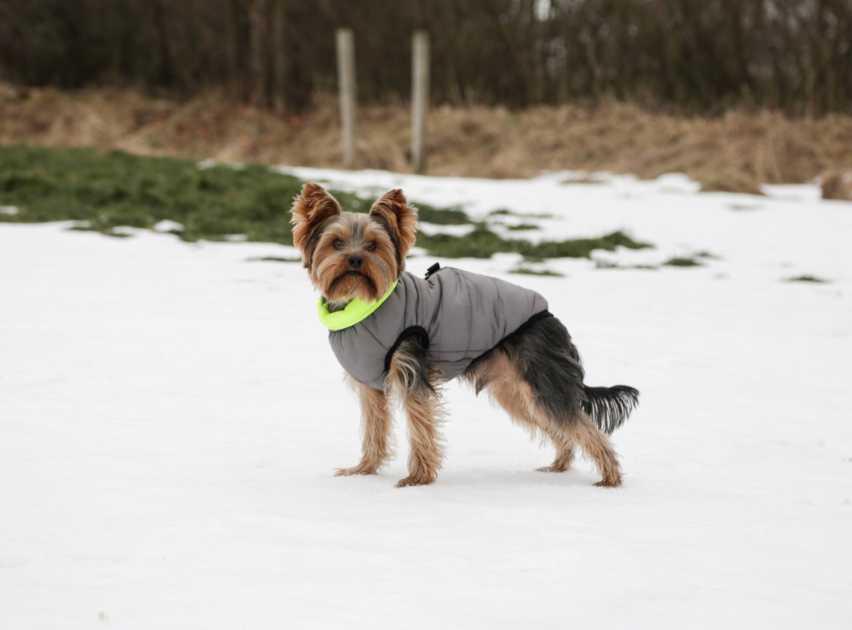 KERBL Steppmantel Charmonix in Grau mit neongelbem Kragen an einem Yorkshire Terrier im Schnee stehend.