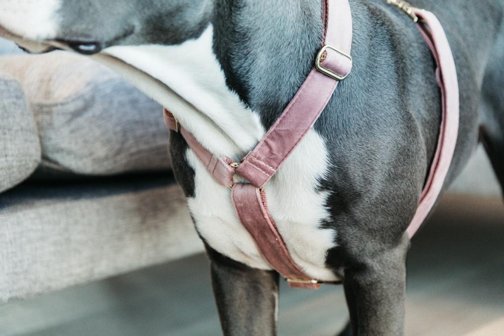 KENTUCKY® DOGWEAR Hundegeschirr Samt, altrosa