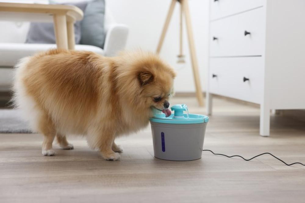 KERBL Trinkbrunnen für Katzen und kleine Hunde
