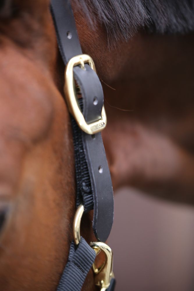 KENTUCKY® HORSEWEAR Kontrollhalfter