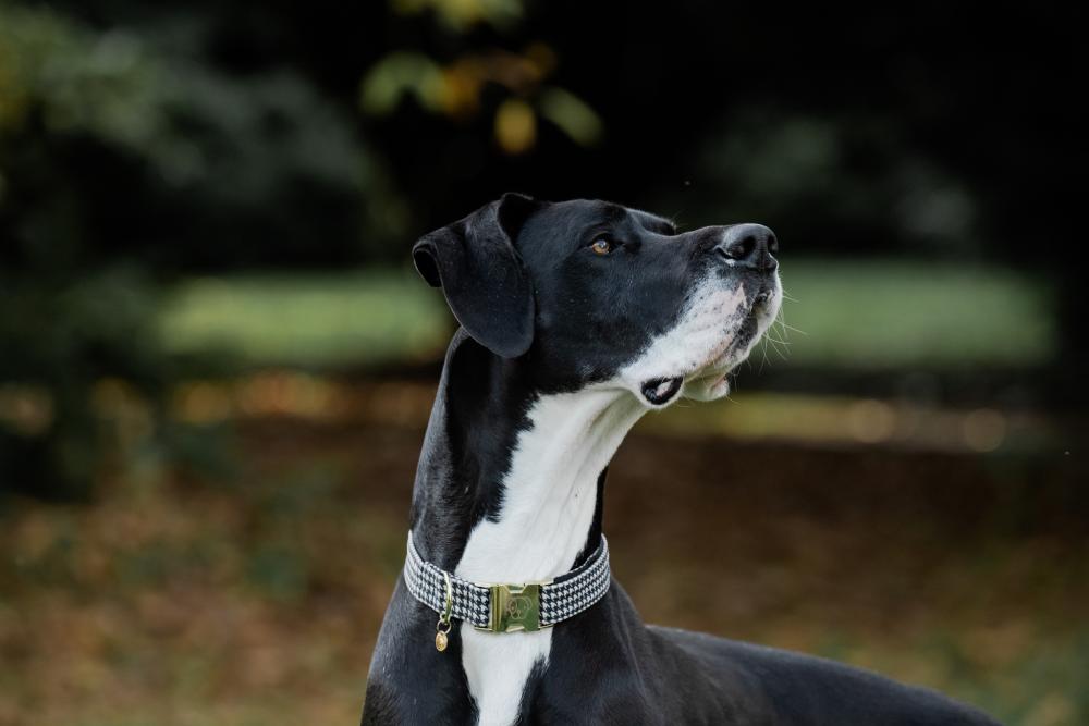 KENTUCKY® DOGWEAR Hundehalsband Pied-De-Poule, schwarz