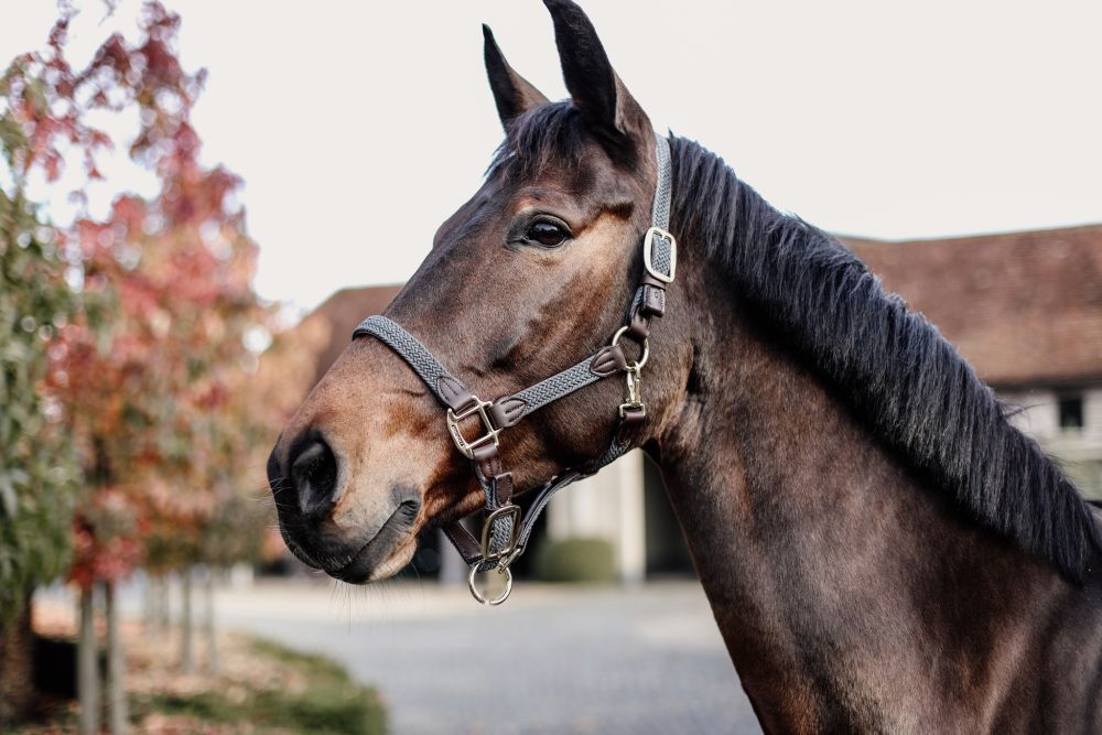 KENTUCKY® HORSEWEAR geflochtenes Nylon Halfter, grau