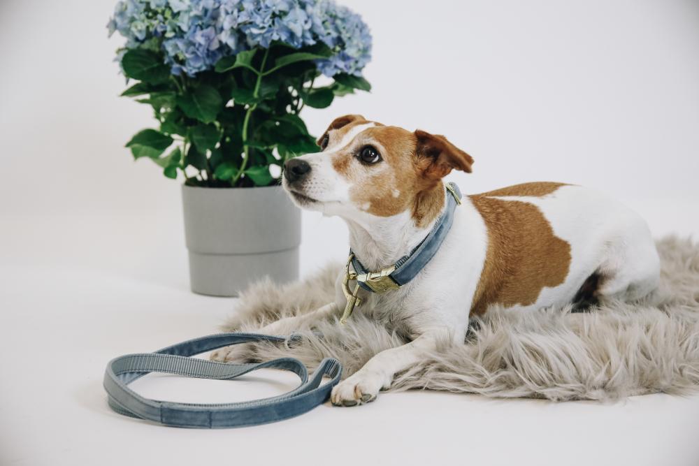 KENTUCKY® DOGWEAR Hundehalsband Samt, hellblau