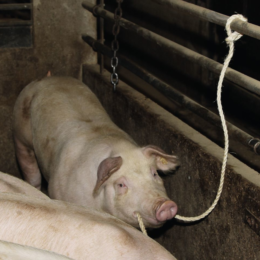 KERBL Viehtransportstrick für Schweine