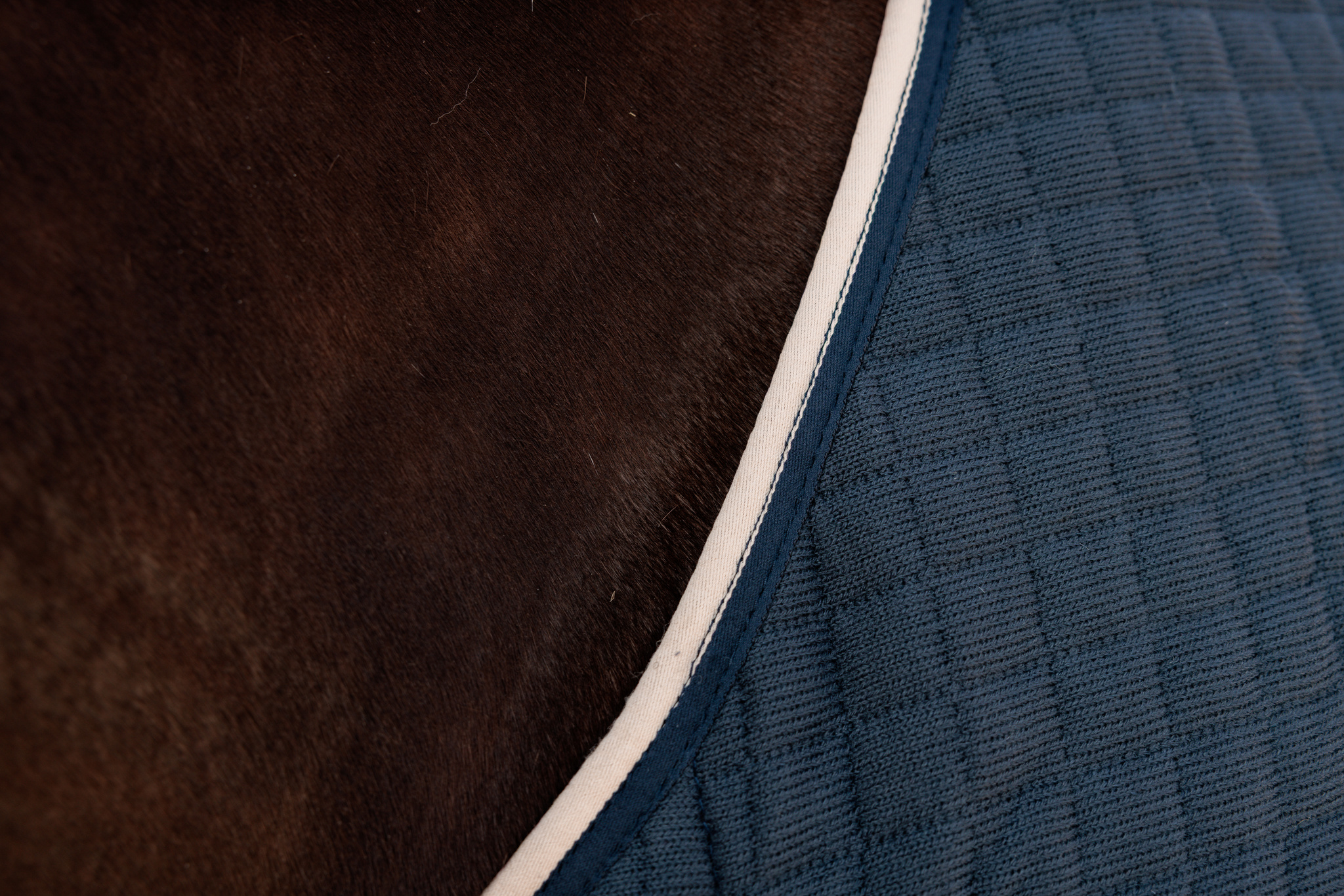 KENTUCKY® HORSEWEAR Abschwitzdecke PROTherm, navy Detailaufnahme der navyblauen Abschwitzdecke PROTherm mit gestepptem Material und hellem Einfassband auf Pferdefell.