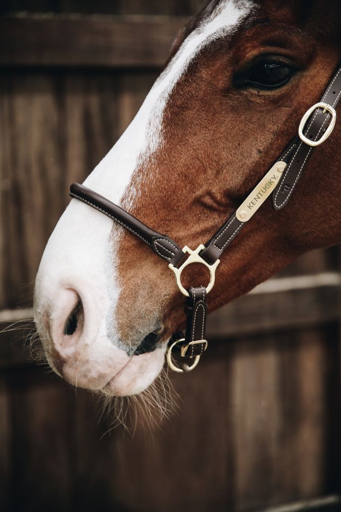 KENTUCKY® HORSEWEAR Leder Stallhalfter
