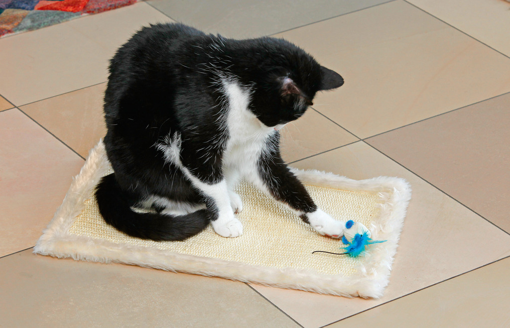 Kratzteppich Feline Star