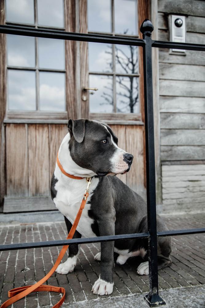 KENTUCKY® DOGWEAR Hundehalsband Samt, orange