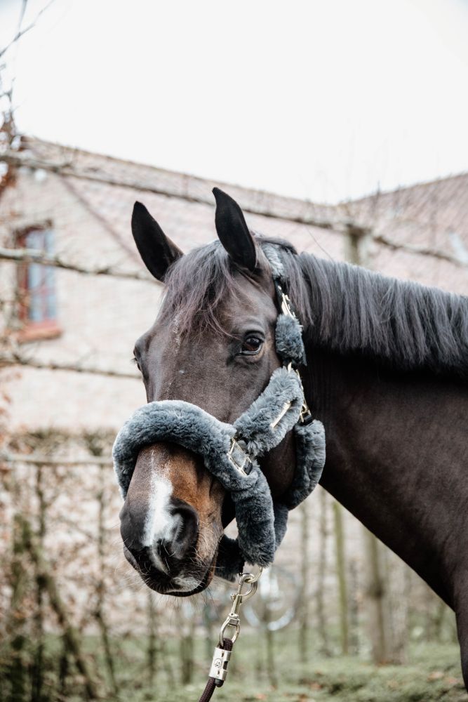 KENTUCKY® HORSEWEAR Lammfell Transport-Halfter, grau