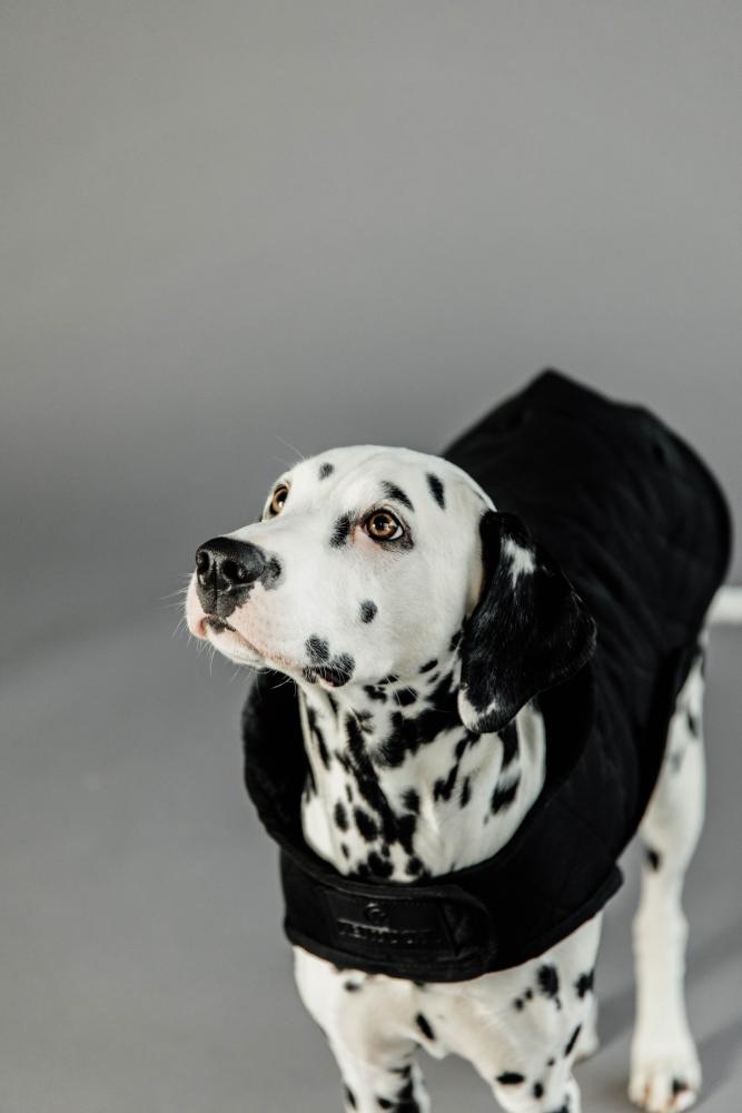 KENTUCKY® DOGWEAR Hundemantel Original 160 g, schwarz