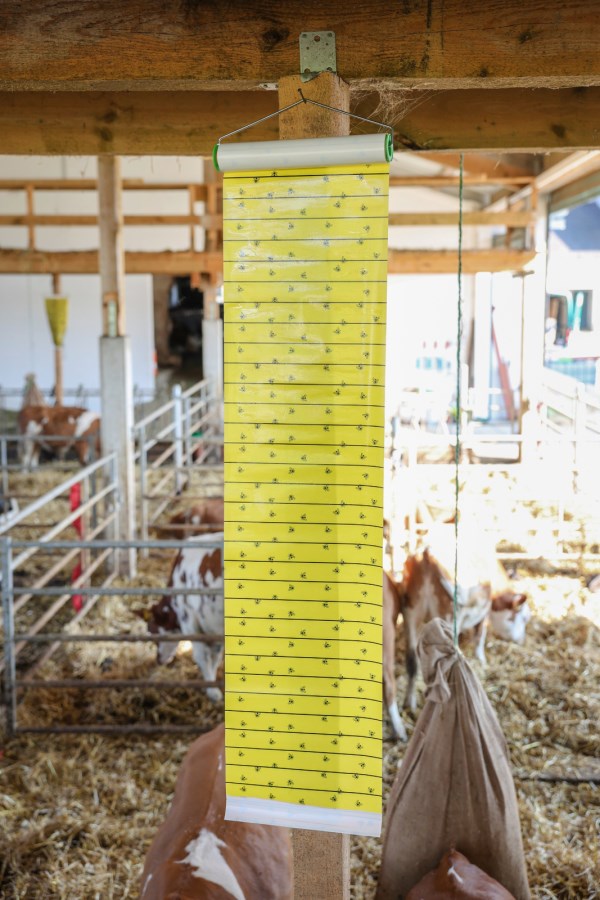 Eine gelbe Fliegenrolle mit Fliegenmuster hängt von einem Holzbalken in einem Stall zur Insektenbekämpfung.