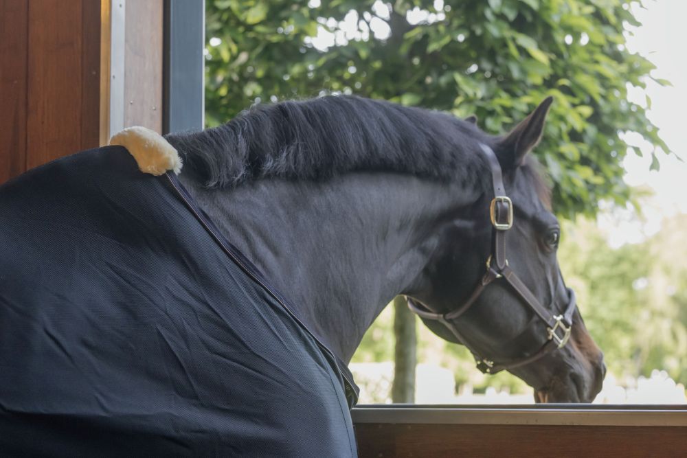 KENTUCKY® HORSEWEAR Mesh Fliegendecke
