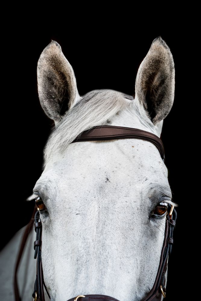 HORSEWARE® Micklem® 2 Multi Bridle, dark havana 