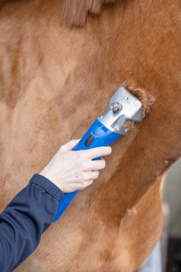 Die blaue AESCULAP Econom II Schermaschine mit Schermesser-Set im Einsatz am braunen Fell eines Pferdes.