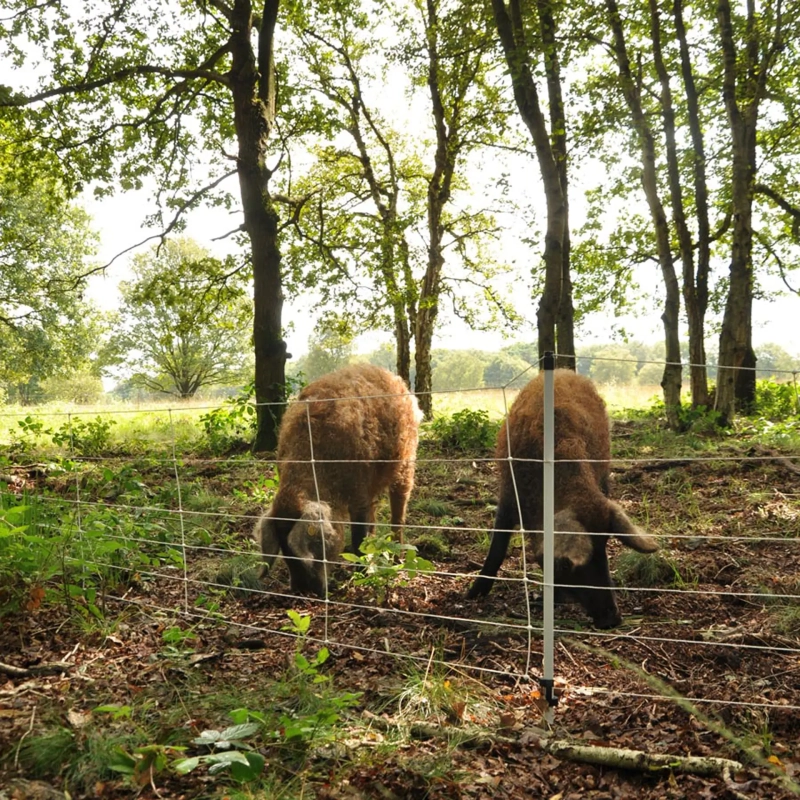 GALLAGHER Wildschwein-Netz, 75 cm, 50 m