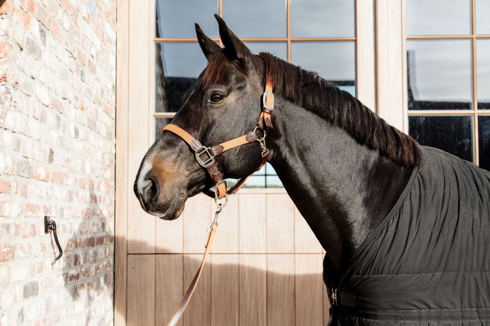 KENTUCKY® HORSEWEAR geflochtenes Nylon Halfter, orange