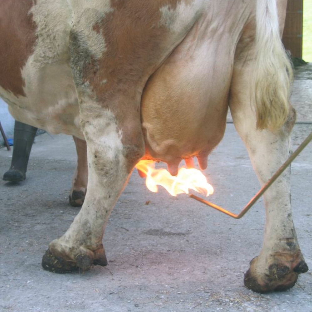 KERBL Euterhaarentferner PREVENTA - mit Gasflaschenanschluss und Druckminderer