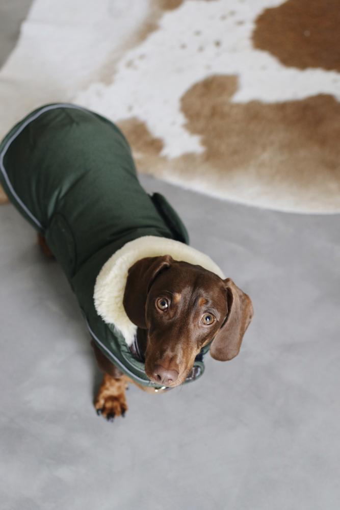 KENTUCKY® DOGWEAR Hundemantel wasserdicht 300 g, olivgrün