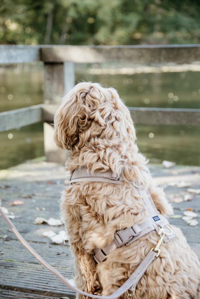 KENTUCKY® DOGWEAR Hundegeschirr Aktiv aus Samt, beige