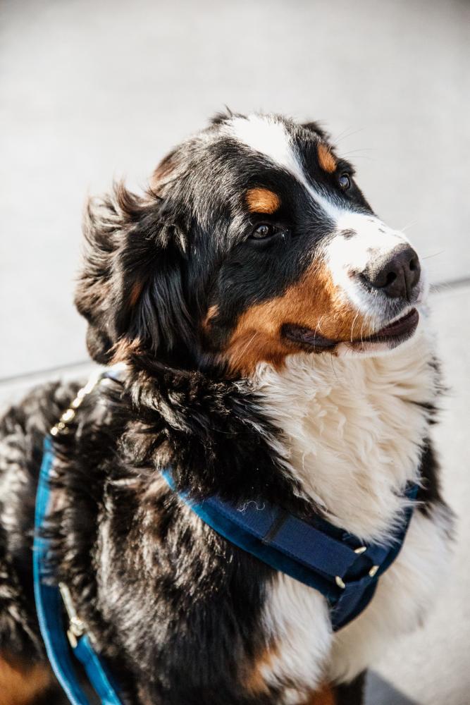 KENTUCKY® DOGWEAR Hundegeschirr Aktiv aus Samt, marine