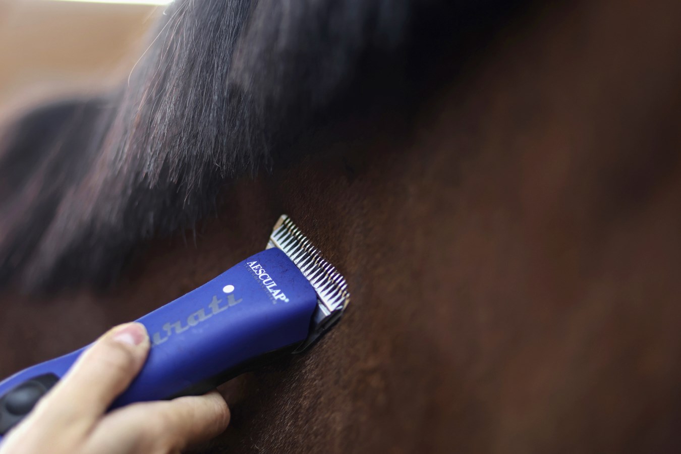 Blaue AESCULAP Akkuschermaschine Durati Horse im Einsatz beim Scheren von braunem Pferdefell in Nahaufnahme.