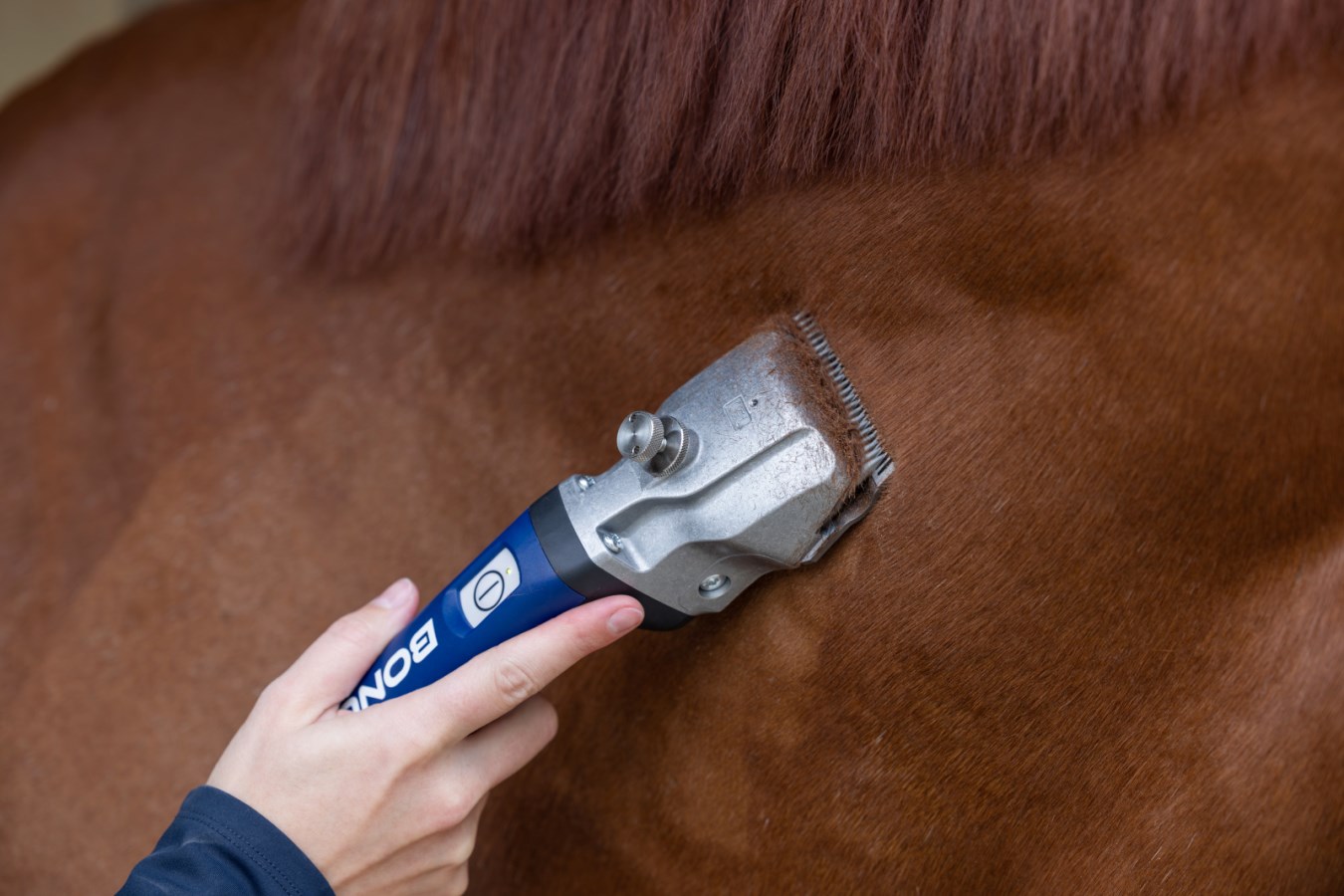 Eine Hand führt die blaue AESCULAP Akkuschermaschine Bonum Pro zum Scheren über das braune Pferdefell.