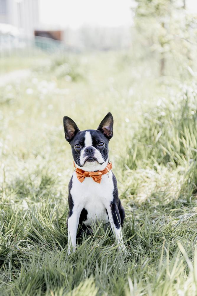 KENTUCKY® DOGWEAR Samtfliege, orange