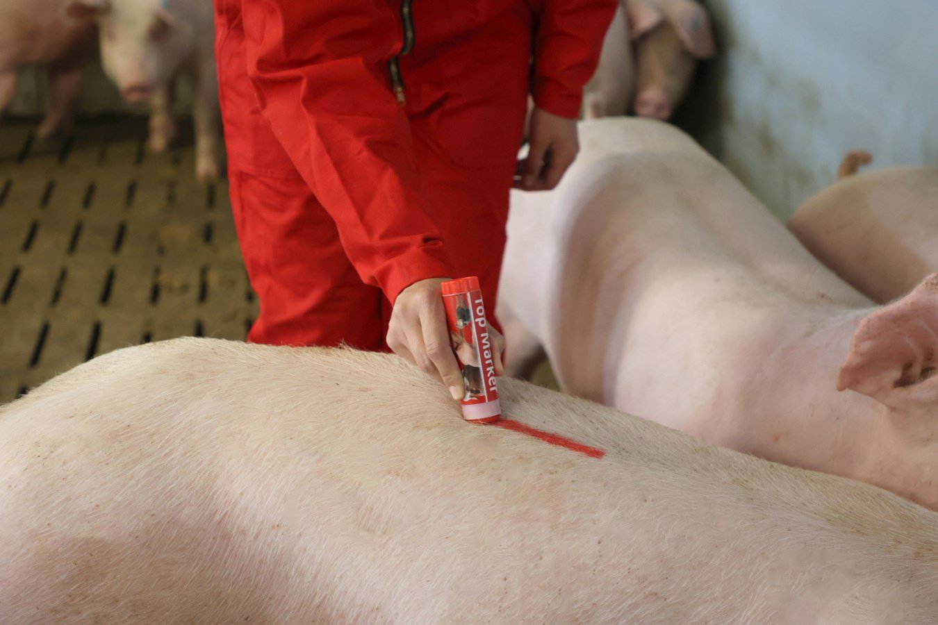 Roter Viehzeichenstift TopMarker wird von einer Person zur Kennzeichnung auf dem Rücken eines Schweins im Stall genutzt.