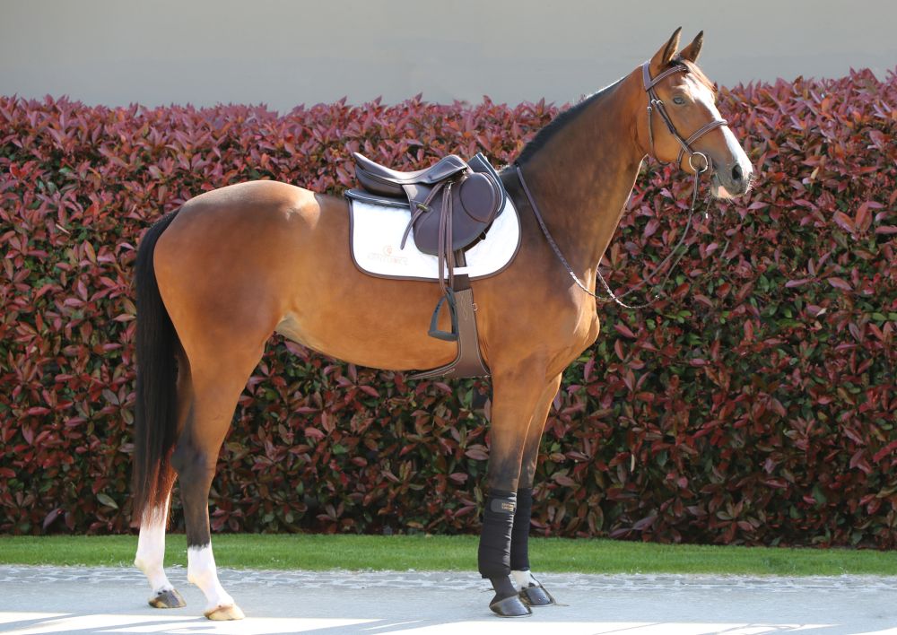 KENTUCKY® HORSEWEAR Sattelpad Anatomic Absorb, schwarz/schwarz