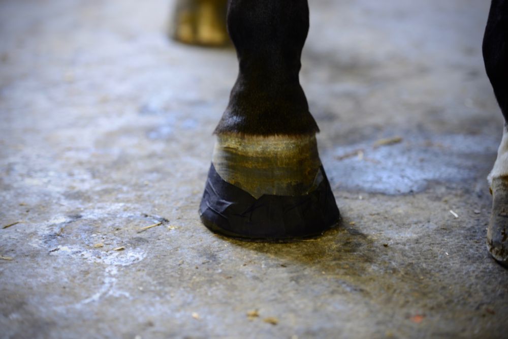 KENTUCKY® HORSEWEAR Sole Tape