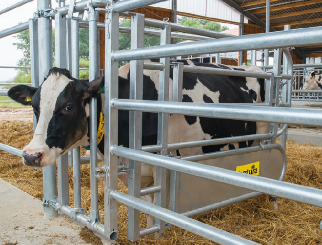 Fressgitter für Tierbehandlung