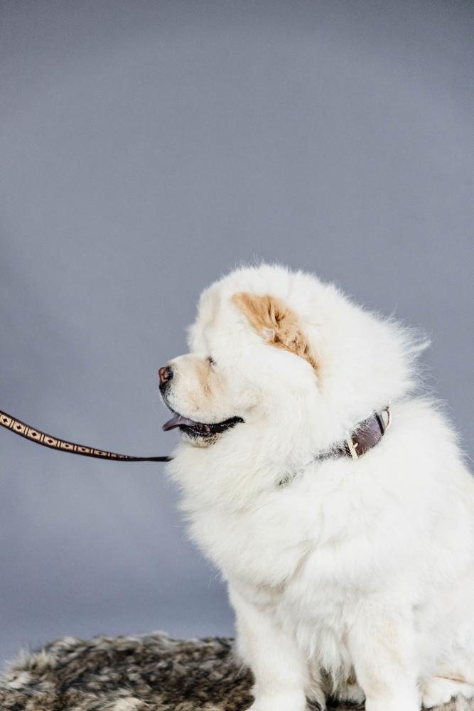 KENTUCKY® DOGWEAR Hundeleine Pearls 250 cm, gold