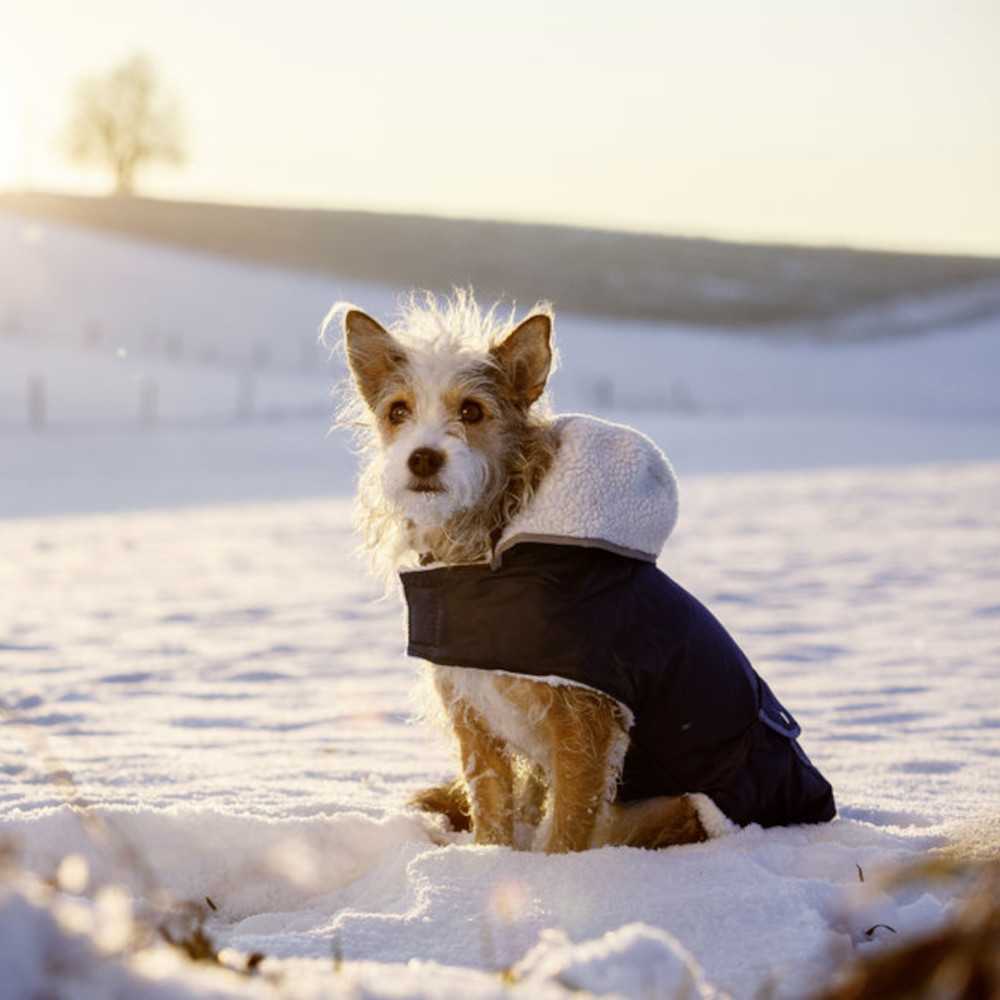 Hundemantel Teddy