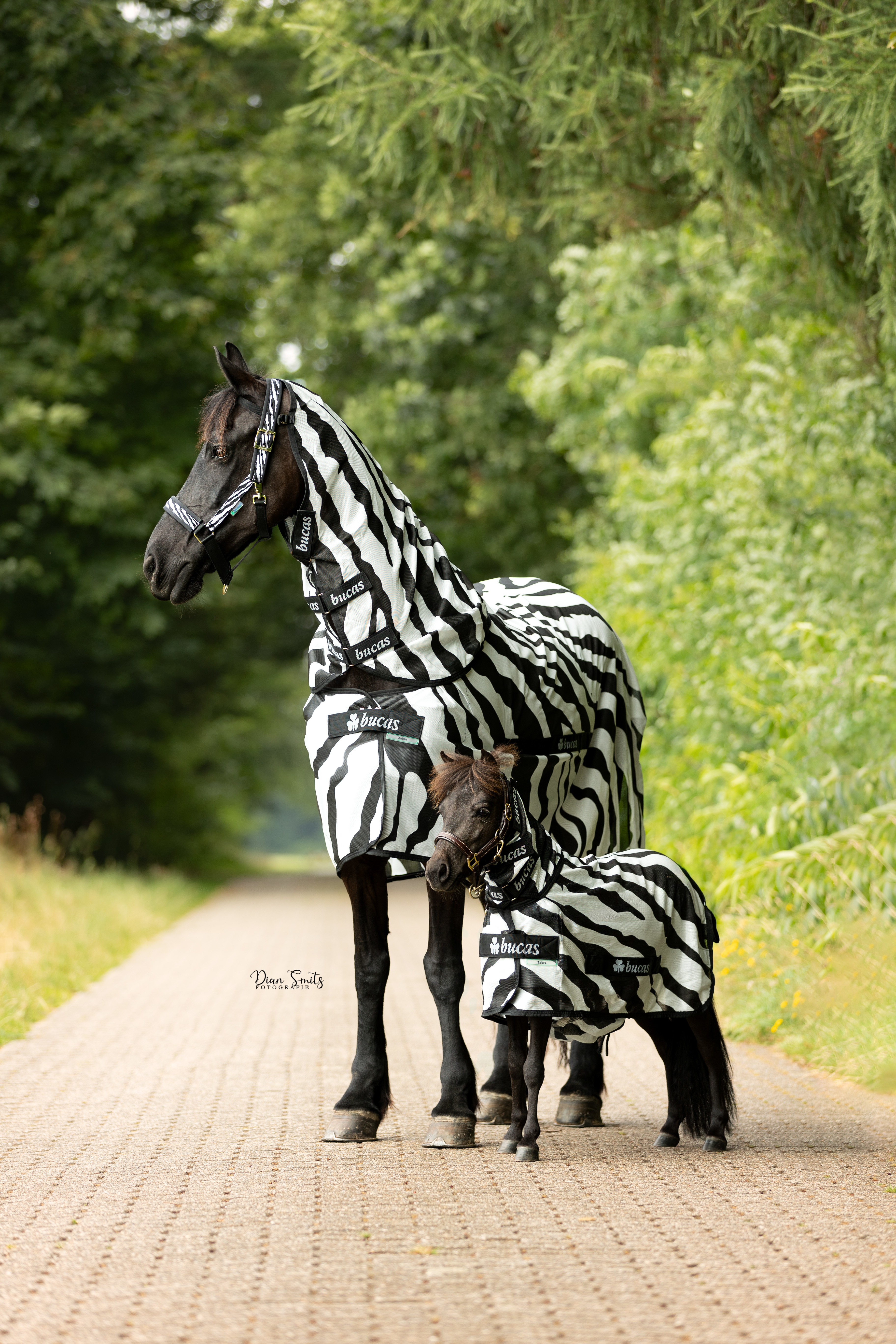 BUCAS Sweet-itch Zebra