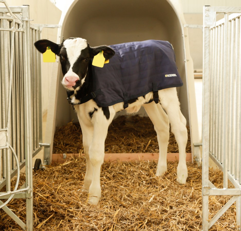 Die blaue, gesteppte Kerbl Kälberdecke EasyWear an einem schwarz-weißen Kalb, das im Stall auf Stroh steht
