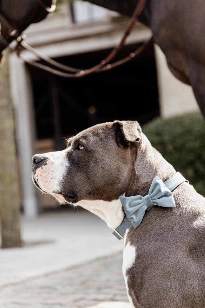 KENTUCKY® DOGWEAR Samtfliege, hellblau