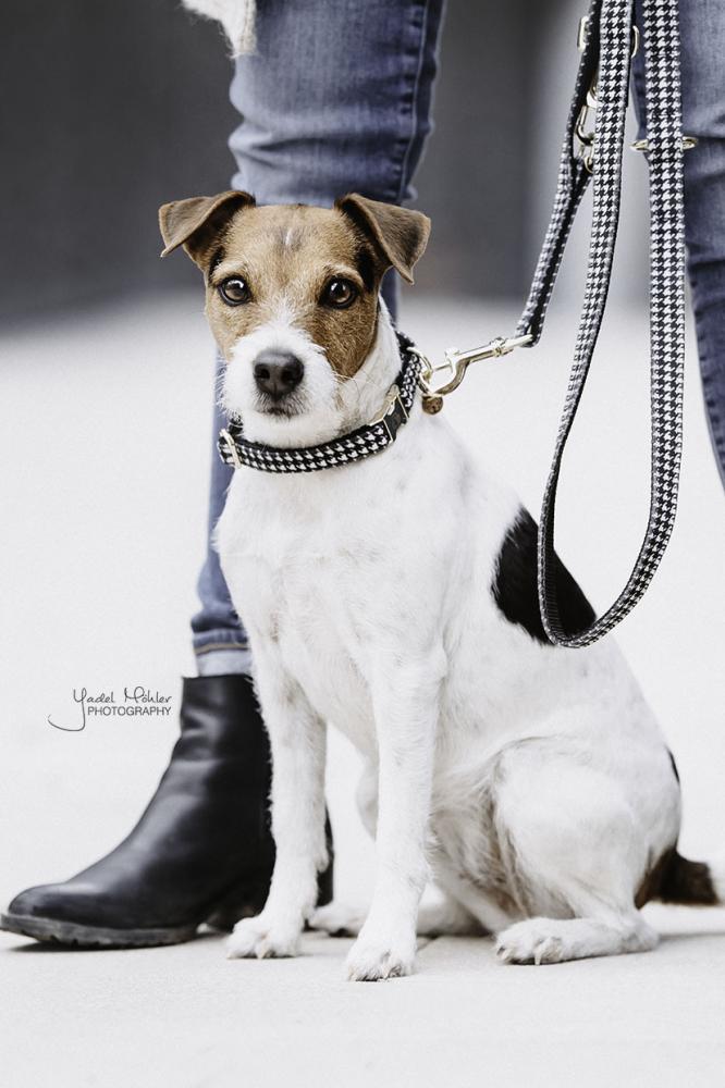 KENTUCKY® DOGWEAR Hundehalsband Pied-De-Poule, schwarz