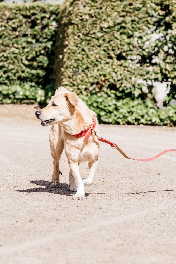 KENTUCKY® DOGWEAR Hundeleine aus veganem Leder, rot