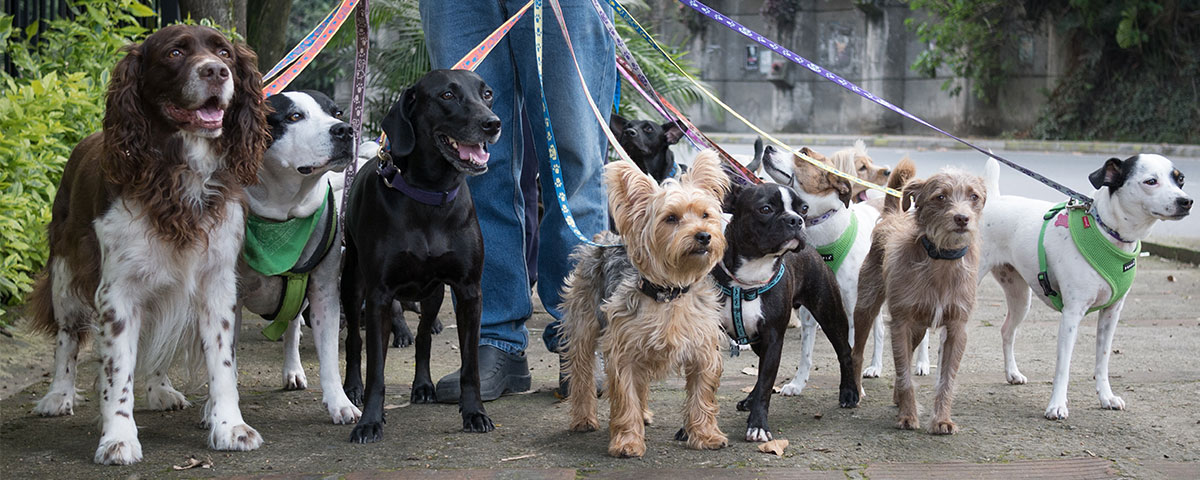 Hunde-Ratgeber von Stallbedarf24