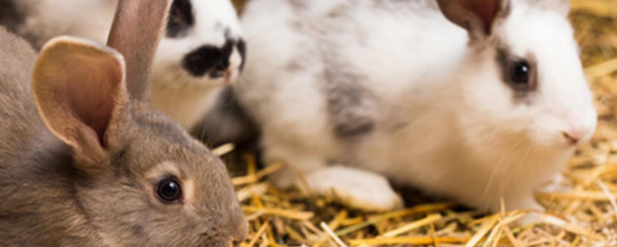 Kaninchen-Ratgeber von Stallbedarf24